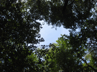 &copy; Zierfischfreunde Immenhausen-Holzhausen